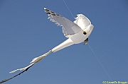 32 FESTIVAL CERVIA 2012 - 052